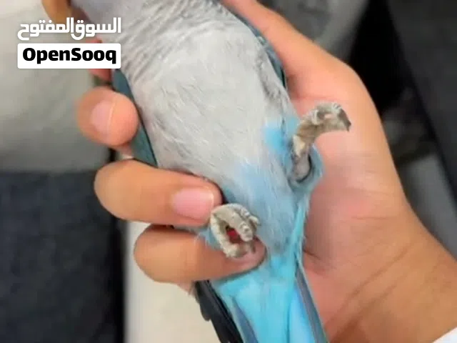 ببغاء كويكر أليف جدا