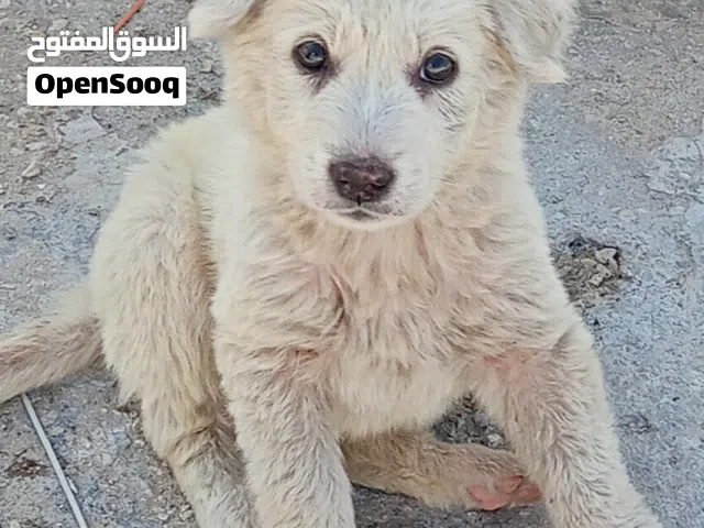 جرو ساموايد ابيض للبيع