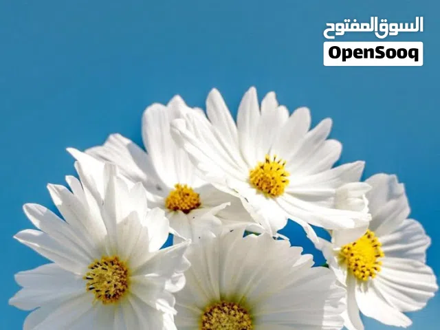 شقه للايجار