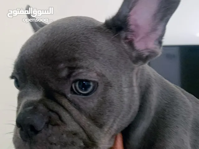 French bulldog male puppy almost 3 months