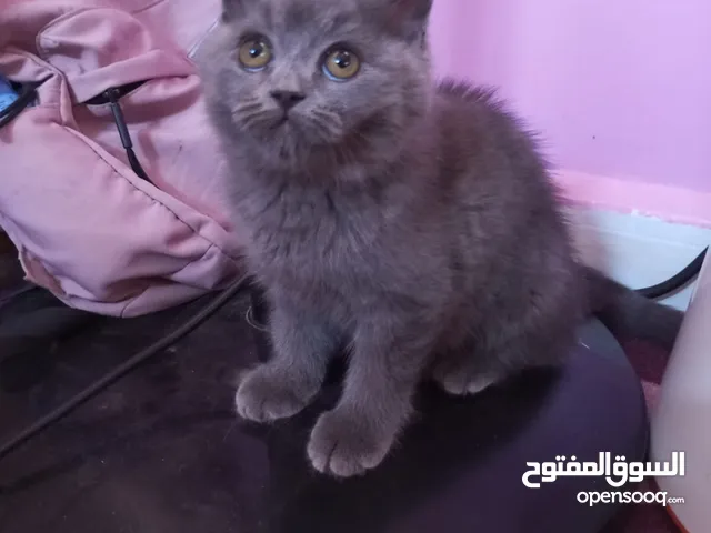 سكوتش ستريت عمر شهرين بيور بيور