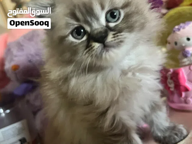 قطط همالايا كتن العمر شهرين مفطومين ومتعودين عالدراي والويت فود وبيستخدمو الللتر بوكس كتير نضاف ولعو