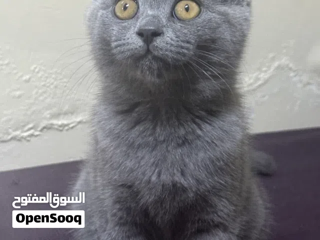 انثي  برتش  بيرطاني