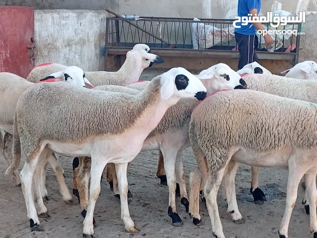 25 حولية صردية