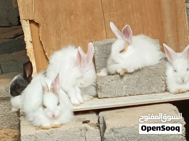 زواج  ارانب درجه اوله عالي الموصفات نضيف صحه جيده كلش