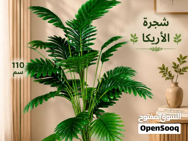 نبات الاريكا طبربور جديد