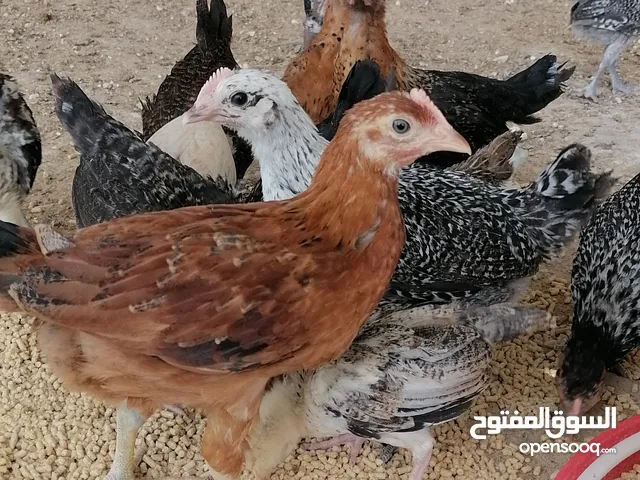 موجود صوص بلدي