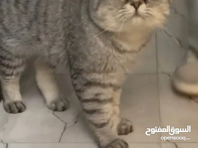 قط ذكر سكوتش فولد عمره 2 وشهرين تاريخ الميلاد 2023/12/20 و مطعم جميع التطعيمات ( للتبني )