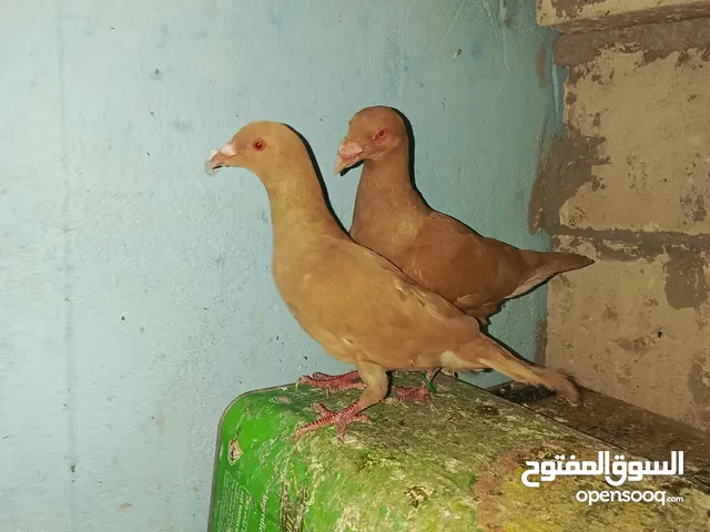 حمام زق لناس الغانمه