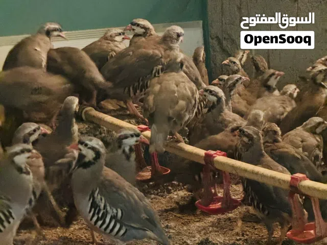 الحجل باكستاني و الفزن الافريقي و أبيض