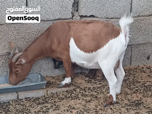 معزة كردية والدة جدي