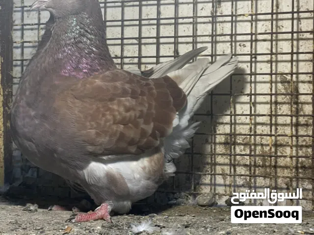 فرش مندين للبيع