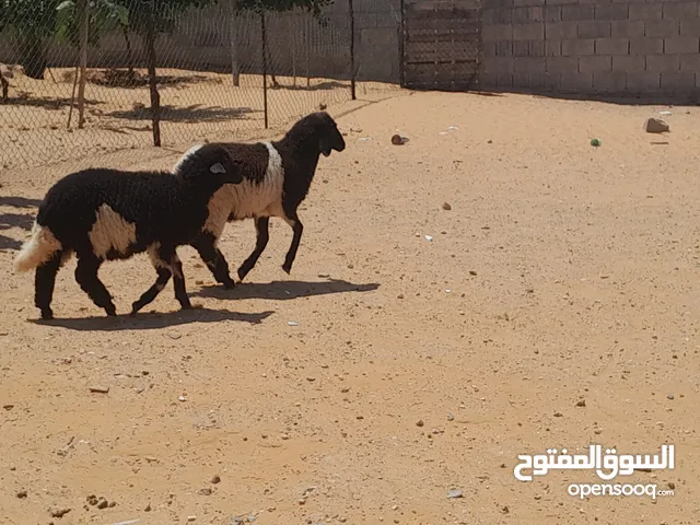 زوز فطايم وطنيات خوات تؤام ربي يبارك عمرهم ف4شهور سليمات من العيوب والامراض