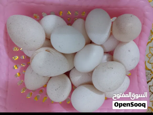 بيض فسيفس ملقح العدد 8 وقابل انشأ الله