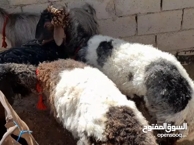 عقائق ذبائح نذر بلدي نظيف الموقع سحاب السعر ع 145 نهائي يوجد خدمه ذبح