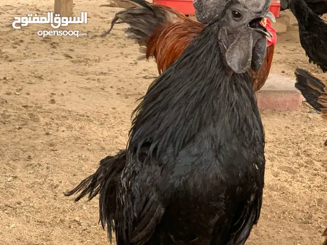 للبيع مجموعه سيماني دم صاافي