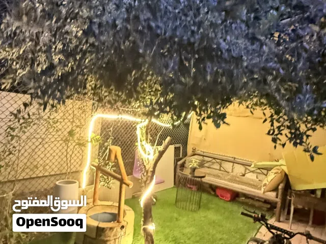للبيع شجرة زيتون عمرها 20 عام في العين