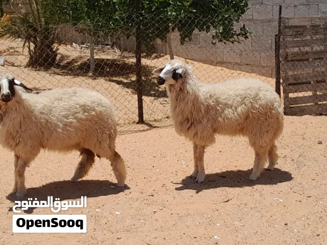 2فطايم خوات تؤام ربي يبارك عمرهم ف8شهور سلاله ربي يبارك