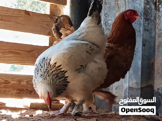 دجاج هجين على البراهما