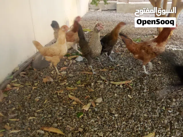 دجاج عماني عمر الانتاج الحين بادي يبيض