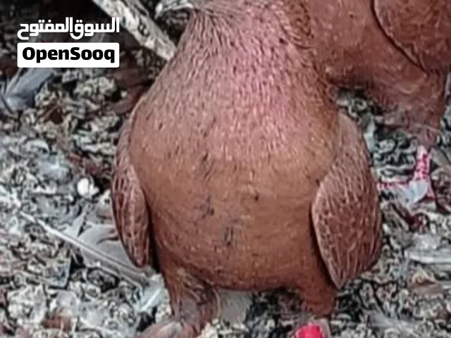 مطلوووب طواير حبش مثل الي،بصوره