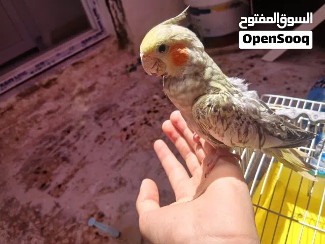 كوكتيل للبيع نص ترويض بعمر 5 الي 6 اسابيع كوكتيل ربي يبارك وقت الماكلة تناديه يجيك يطير