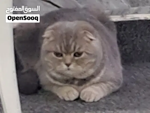 سكوتش فولد. للبييه ذكر + أنثى للجادين فقط جدا نضيف ويعمل حمامه بالصندوق قابل للمساومه