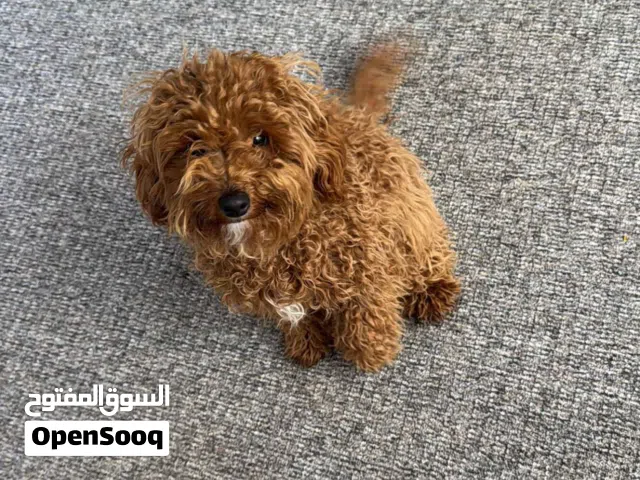 كلب زينة للبيع (كلب المشاهير) نوع بودل