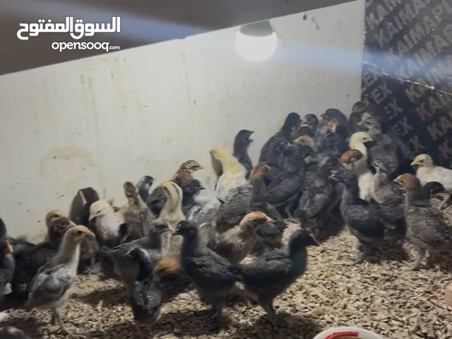 صيصان بلدي للبيع