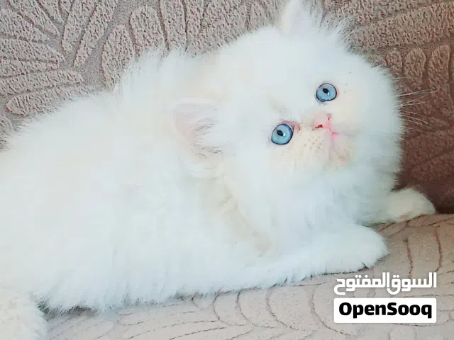 كيتنز ذكر وانثى هيمالايا اورنج بيور 50 يوم مدربين ومطعمين حشرات