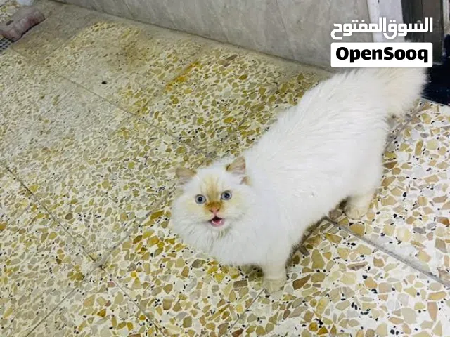 للبيع بزون هملايه فحل كلش حلو