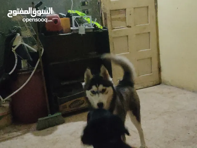 نتايه هاسكى للبيع