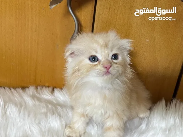 قطط سكوتش فولد بسعر مناسب للجميع