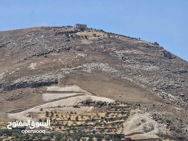 11 دونم للبيع في ماحص نزول وادي شعيب