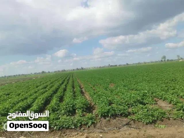 قطعة ارض في منطقة حلحول مماس بعيدة عن الزفتة بعيدة عن الزفتة 100متر