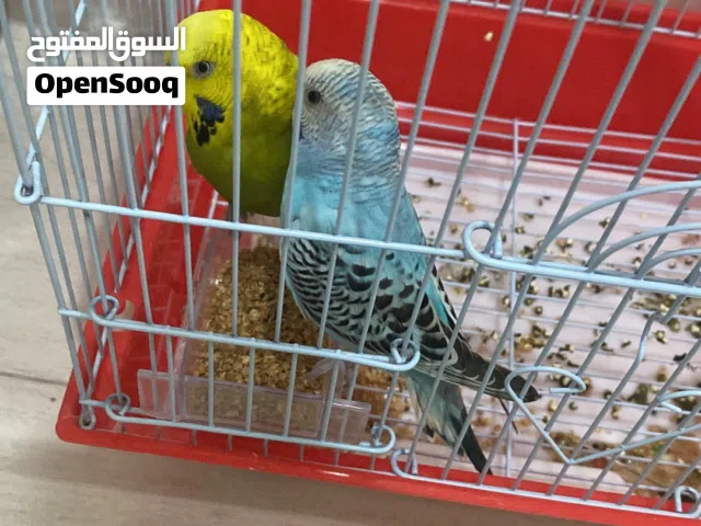 عصفور بادجي للبيعً