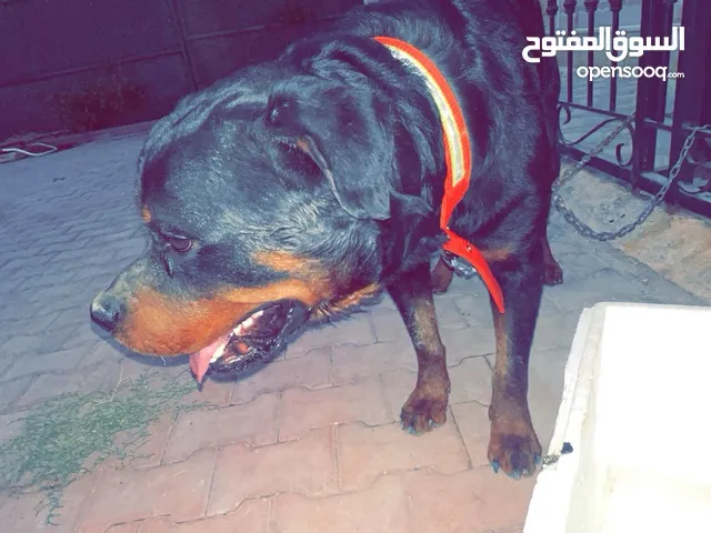 روت ولو العمر 9شهور