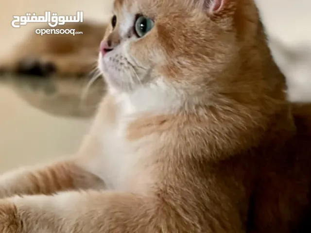 ذكر برتش جولدن NY 11  للتزاوج  For mating only