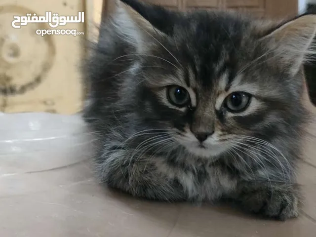 قطط شانشيلا للبيع