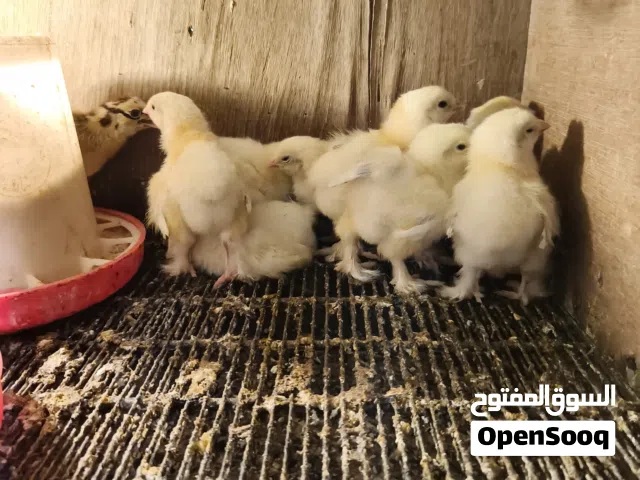 افراخ عرب 4ازواج افراخ براهمه 4ازواج للبيع