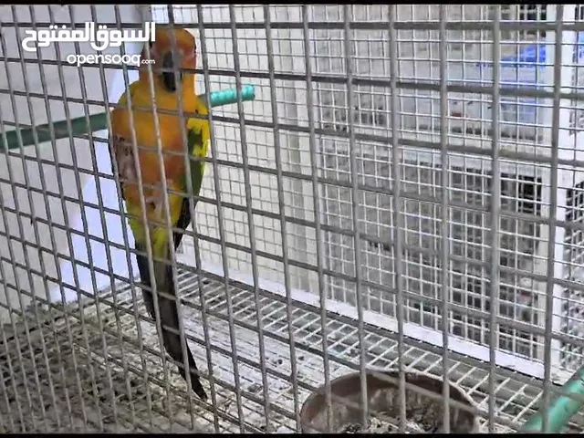 Sunconure breeding Pair with DNA