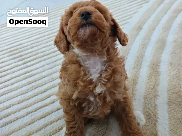 Puppy poodle