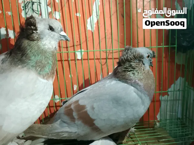 حمام للبيع