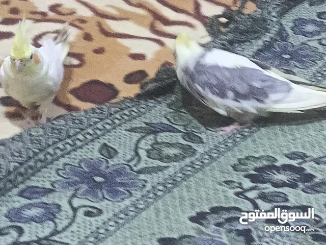متاح زوج كوكتيل
