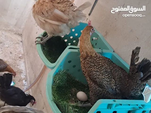 دجاجة وديك للبيع مستعجل للبيع بأسرع وقت-  12  Hens and 3 Roosters for Sale