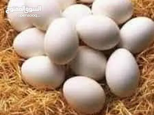 دحي دجاج ملكي