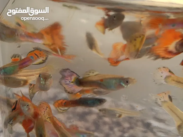 اسماك قوبي