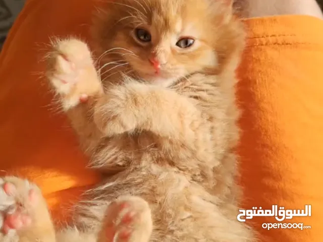 قط عمر شهرين