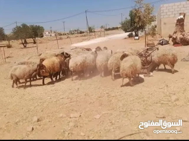 نبدأ بابصلاة على النبي عروووض حتى نفاذ الكمية يوجد حلال بلدي عقائق - نذر -فدوة -لجميع المناسبات ال