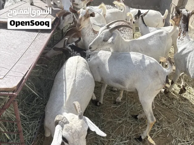 اغنام محلي
